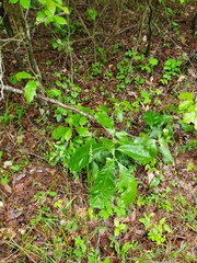 Spiranthes sylvatica