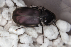 Pterostichus mannerheimii