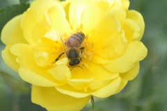 Apis mellifera