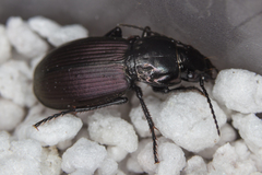 Pterostichus mannerheimii