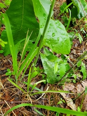 Spiranthes sylvatica