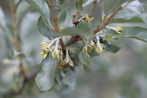 Elaeagnus commutata