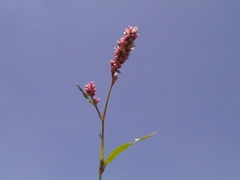Persicaria segetum