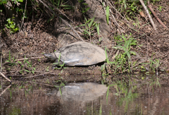 Apalone spinifera pallida