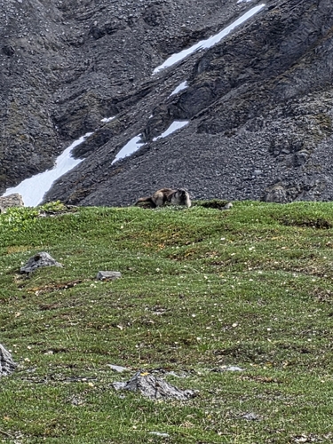 Alaska Marmot observed by jane_ow