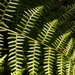 Tropical Brackenfern - Photo (c) Mateo Hernandez Schmidt, some rights reserved (CC BY-NC-SA), uploaded by Mateo Hernandez Schmidt