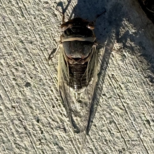 Citrus Cicada photo 4