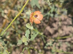 Sphaeralcea laxa