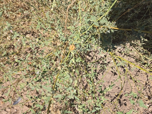 Sphaeralcea laxa, photograph 1