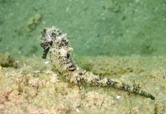 Persian Gulf Sea Horse