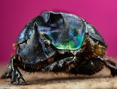 Coprophanaeus cyanescens