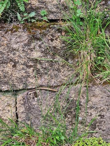 Taiwan Alpine Skink, Sphenomorphus taiwanensis