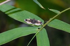 Thysanoidma stellata