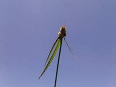 Cyperus hortensis