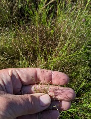 Deschampsia danthonioides