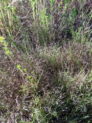 Deschampsia danthonioides