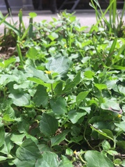 Calyptocarpus vialis