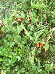 Danaus plexippus