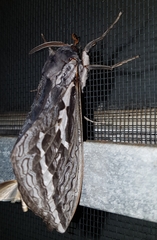 Abantiades argentata