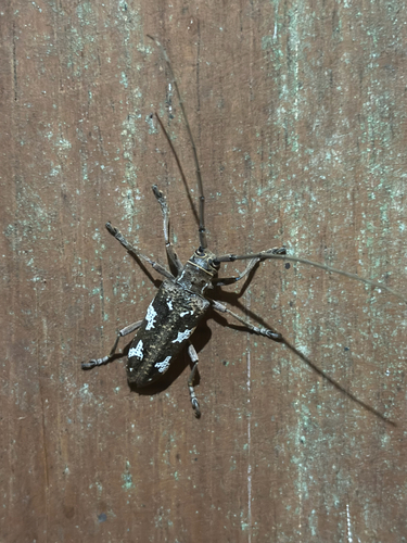 Plagiohammus spinipennis, 2026-06-25