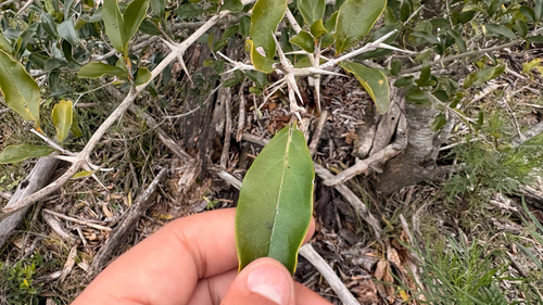 Citharexylum montevidense, photograph 6