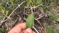 Citharexylum montevidense, photograph (c) Maru Masseroni, some rights reserved (CC BY)