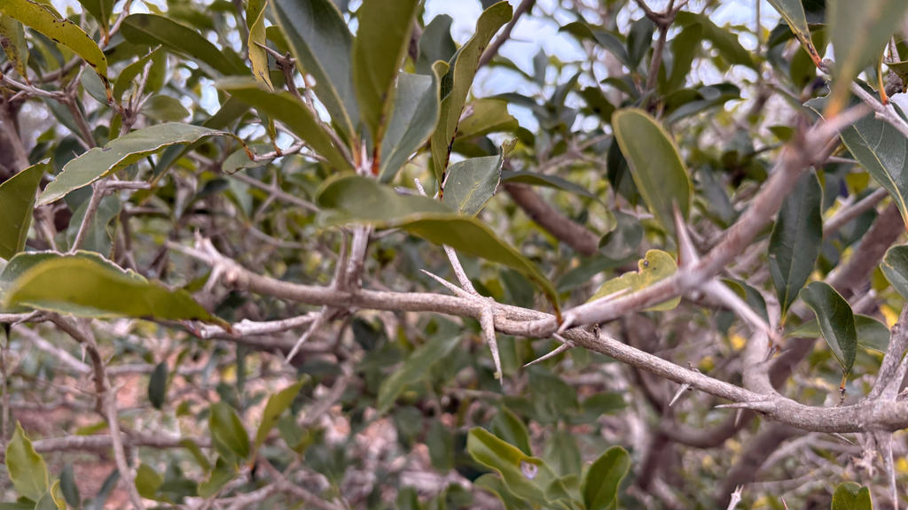 Citharexylum montevidense; photograph (c) Maru Masseroni, some rights reserved (CC BY)