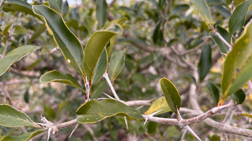 Citharexylum montevidense, photograph 5