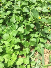 Calyptocarpus vialis