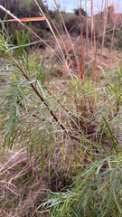 Senecio brasiliensis, photograph (c) Maru Masseroni, some rights reserved (CC BY)