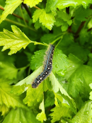 Forest Tent Caterpillar Moth