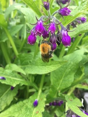 Bombus pascuorum