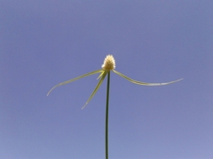 Cyperus sesquiflorus sesquiflorus