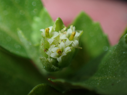 Acanthospermum australe observed 2026-06-28