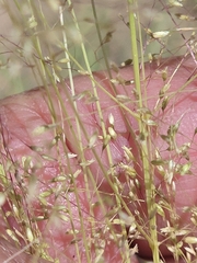 author not stated, no rights reserved Sporobolus airoides, photograph author not stated, no rights reserved