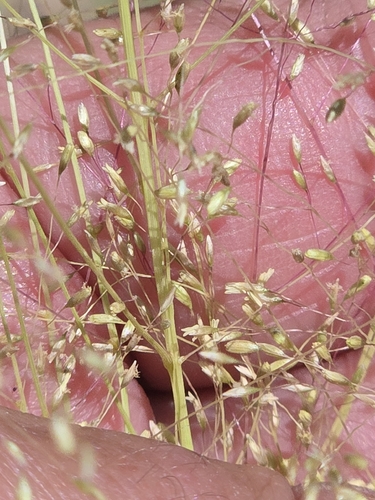 Sporobolus airoides, photograph 4