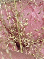 author not stated, no rights reserved Sporobolus airoides, photograph author not stated, no rights reserved