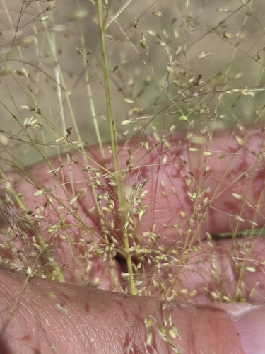 Sporobolus airoides, photograph 5