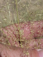 author not stated, no rights reserved Sporobolus airoides, photograph author not stated, no rights reserved