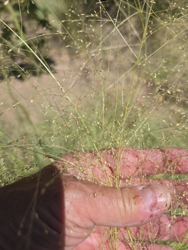 Sporobolus airoides, photograph 6
