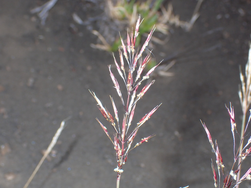 Chrysopogon aciculatus observed 2026-06-28