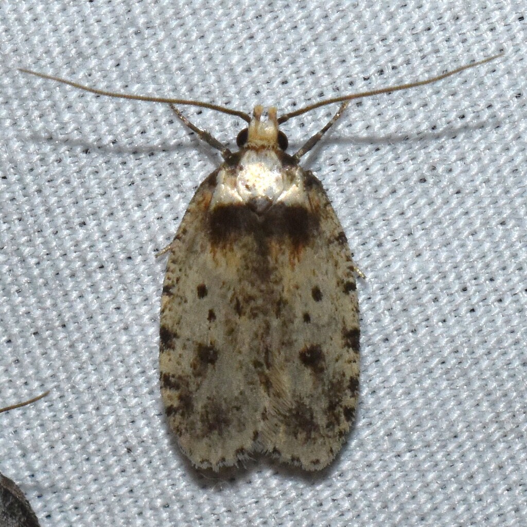 Agonopterix flavicomella