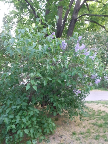 Syringa nuotrauka