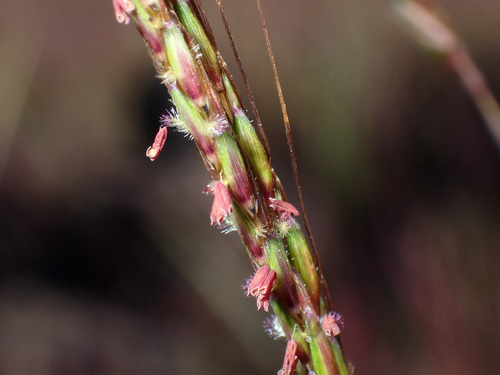 Hyparrhenia rufa observed 2026-06-28