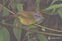Myiothlypis coronata