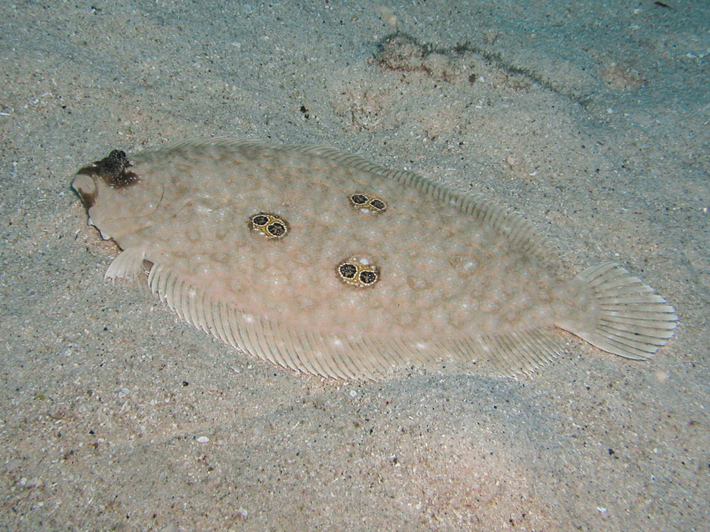 Cartwright's flounder (Pseudorhombus dupliciocellatus) — Paralichthyidae