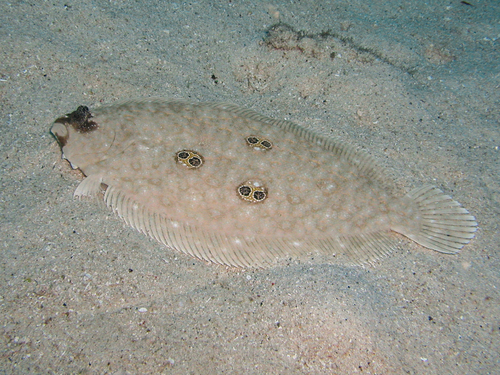 Cartwright's flounder (Pseudorhombus dupliciocellatus) — Paralichthyidae
