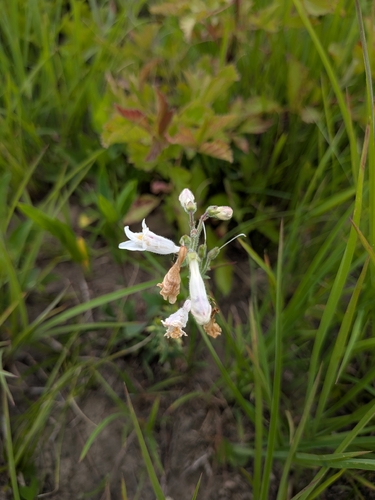 Penstemon pallidus, photograph 1