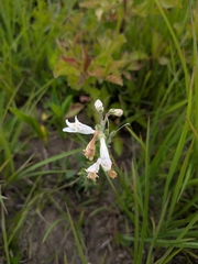 Penstemon pallidus