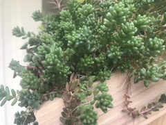 Sedum × rubrotinctum